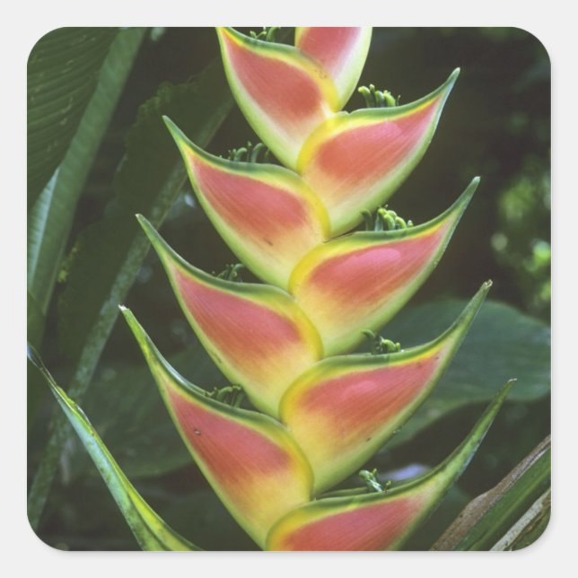 Adesivo Quadrado Heliconias, Heliconia walkeriana), La Selva (Frente)