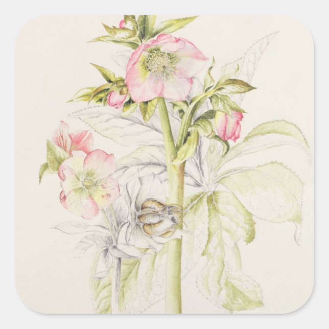 Adesivo Quadrado Hellebores (Frente)