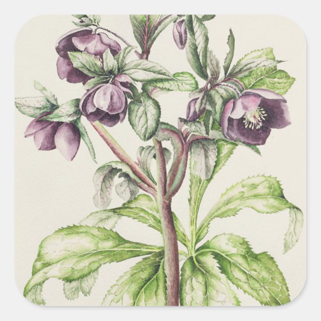 Adesivo Quadrado Helleborus Orientalis, de Helen Ballard (Frente)
