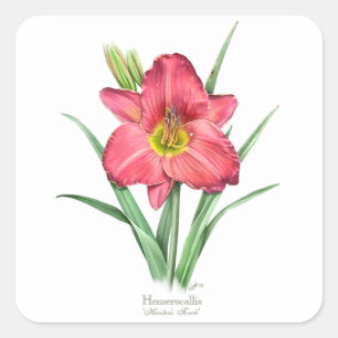 Adesivo Quadrado Hemerocallis - a tocha do caçador