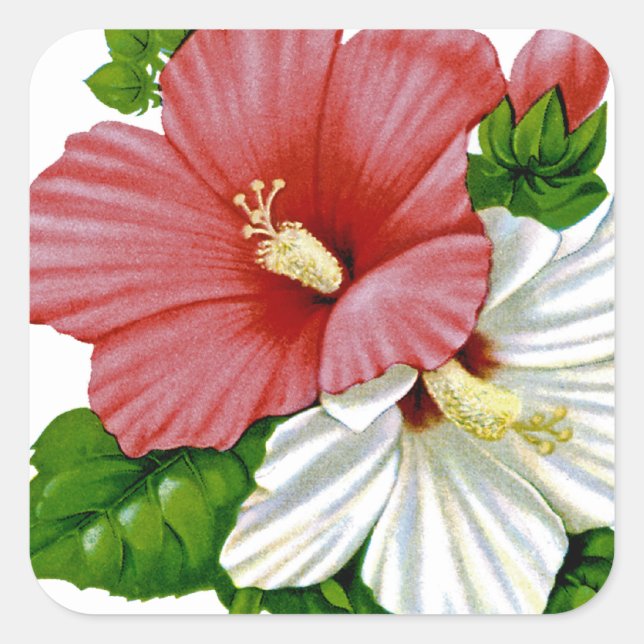 Adesivo Quadrado Hibiscus Vintage Seed Packet (Frente)