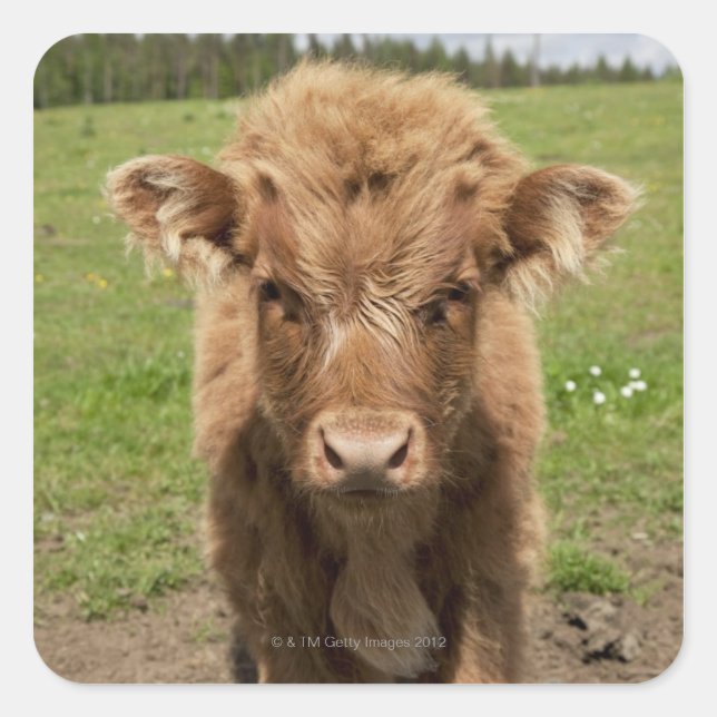 Adesivo Quadrado Highland Cattle, perto de Dufftown, (Frente)