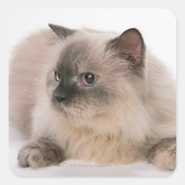 Adesivo Quadrado Himalayan (Frente)