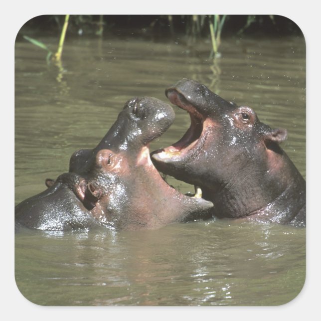 Adesivo Quadrado Hippopotamus, (amphibius do H.), mãe & jovens (Frente)