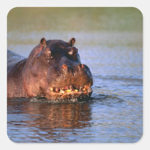 Adesivo Quadrado Hippopotamus no rio