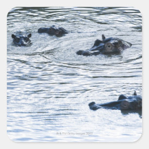 Adesivo Quadrado Hippopotamuses que vadeiam em um rio, África