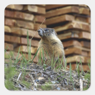 Adesivo Quadrado Hoary Marmot (Whistler) Selvagem Sticker
