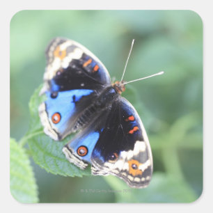 Adesivo Quadrado Hodokubo, Hino, Tóquio, Japão 4