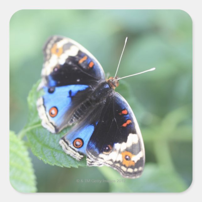 Adesivo Quadrado Hodokubo, Hino, Tóquio, Japão 4 (Frente)