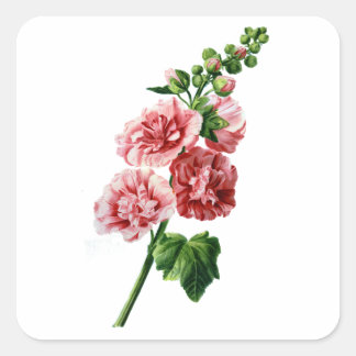 Adesivo Quadrado Hollyhock Rosa Desenhado Da Natureza