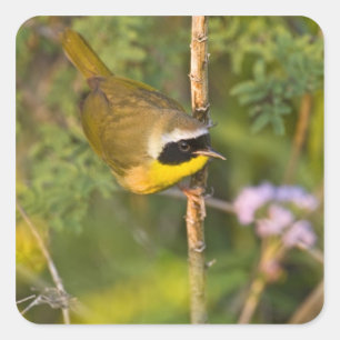 Adesivo Quadrado Homem dos trichas do Geothlypis do Yellowthroat