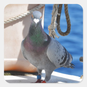 Adesivo Quadrado Homing Pigeon