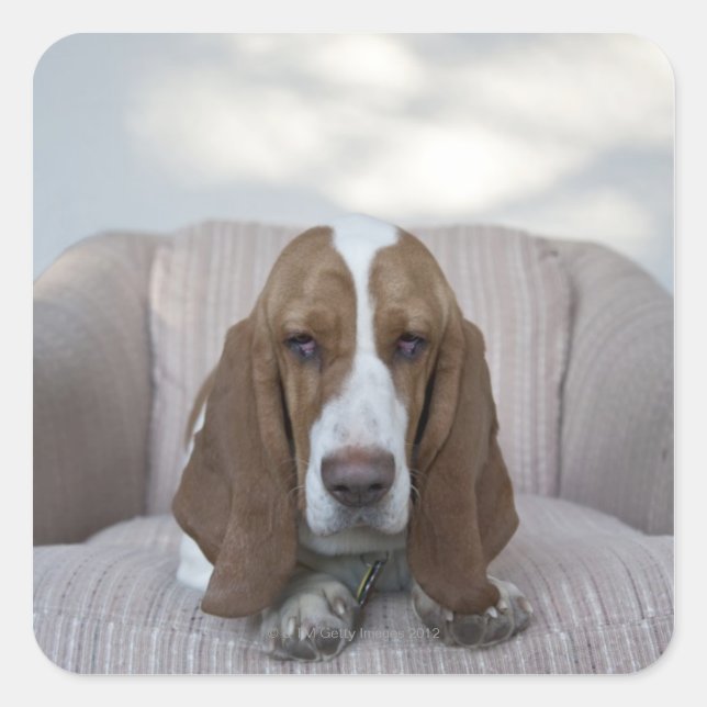 Adesivo Quadrado Hound Basset (Frente)