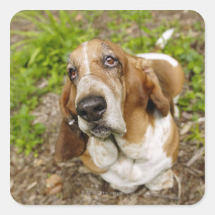 Adesivo Quadrado Hound Basset 2