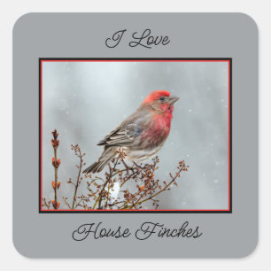 Adesivo Quadrado House Finch in Snow - Foto original