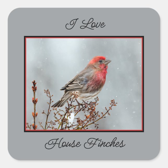 Adesivo Quadrado House Finch in Snow - Foto original