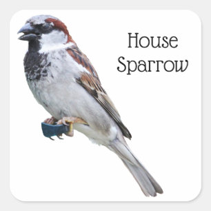 Adesivo Quadrado House Sparrow