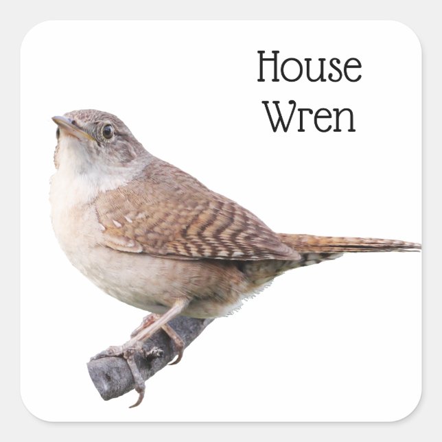 Adesivo Quadrado House Wren (Frente)