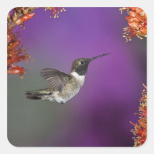 Adesivo Quadrado Humingbird Preto-chinned, alexandri do