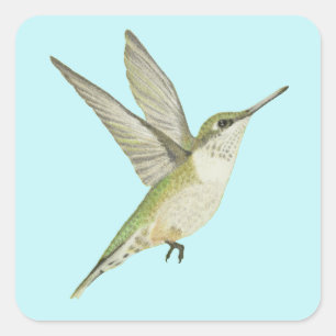 Adesivo Quadrado Hummingbird