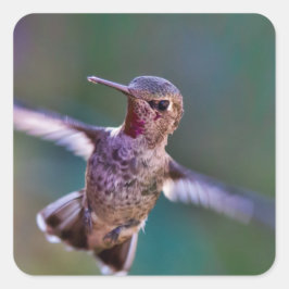 Adesivo Quadrado Hummingbird
