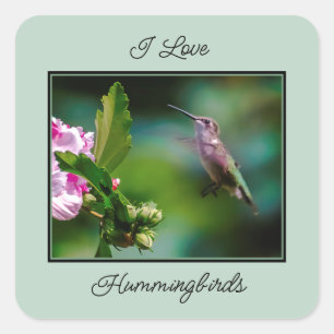 Adesivo Quadrado Hummingbird com garganta de rubi - Fotografia orig