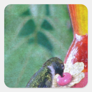 Adesivo Quadrado Hummingbird no alimentador