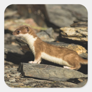 Adesivo Quadrado Hunting Weasel