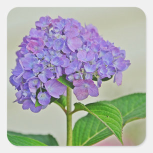 Adesivo Quadrado Hydrangea Blossom Sticker