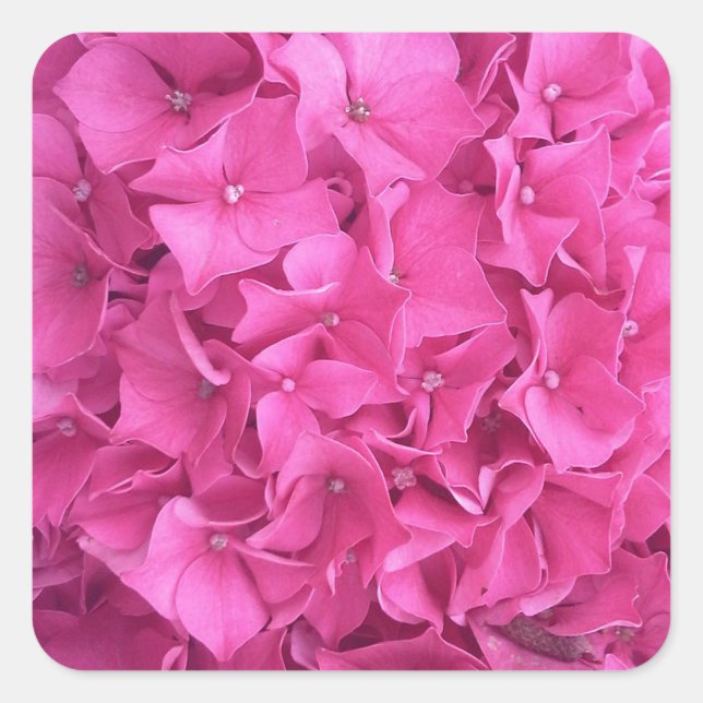 Adesivo Quadrado Hydrangea Pink Flower Pattern (Frente)