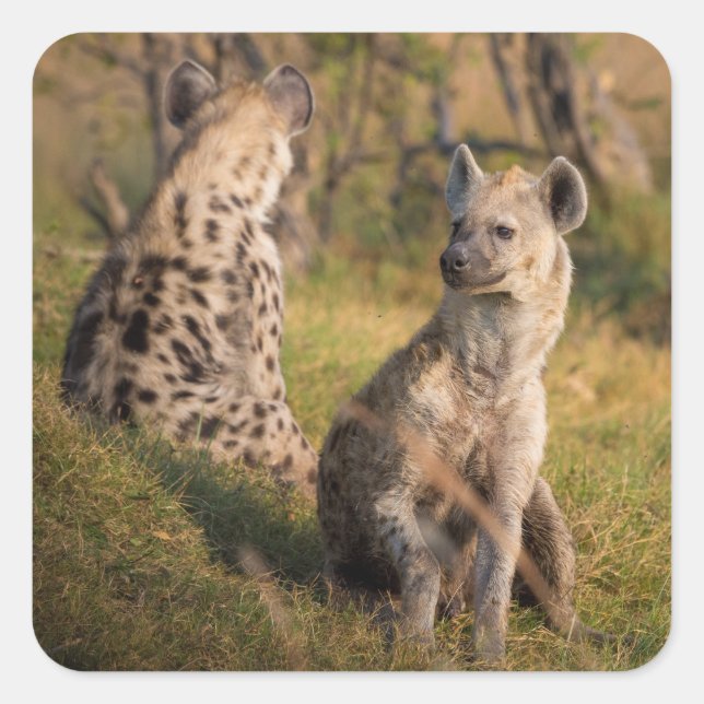 Adesivo Quadrado Hyenas (Frente)