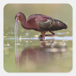 Adesivo Quadrado Ibis nos Ponds