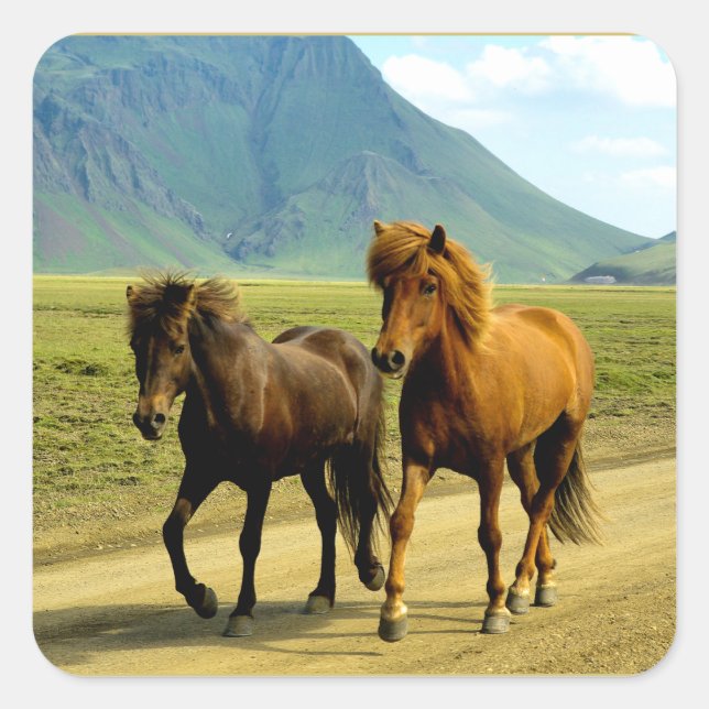 Adesivo Quadrado Icelandic Horses (Frente)