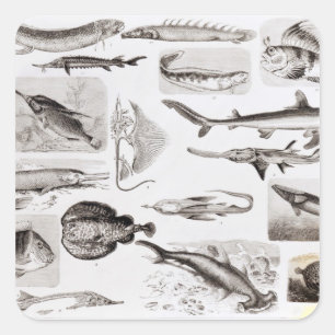 Adesivo Quadrado Ictiologia - Elasmobranch, Ganoide