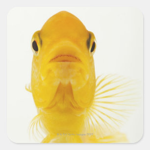 Adesivo Quadrado Igualmente sabido como o peixe dourado