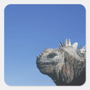 Adesivo Quadrado Iguana marinha