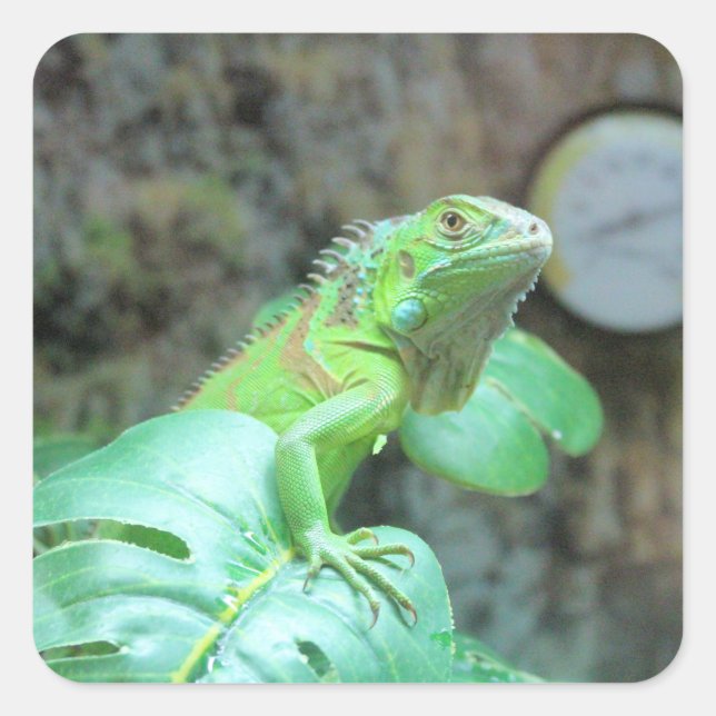 Adesivo Quadrado iguana verde (Frente)