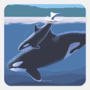 Adesivo Quadrado Ilha Whidbey, Washington Orca e Calf