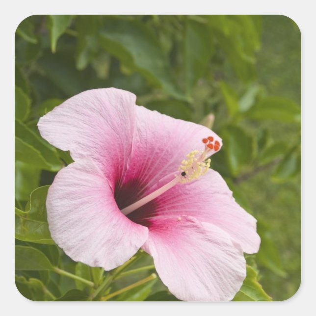 Adesivo Quadrado Ilhas Cook, Atiu. Flor de Hibiscus. (Frente)