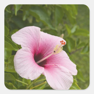 Adesivo Quadrado Ilhas Cook, Atiu. Flor de Hibiscus.