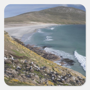Adesivo Quadrado Ilhas Falkland, West Falkland, Saunders