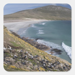 Adesivo Quadrado Ilhas Malvinas, Malvinas Ocidental, Saunders