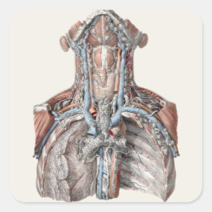 Adesivo Quadrado Ilustração Antiga da Anatomia Humana Garganta, Pes