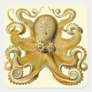 Adesivo Quadrado Ilustração antiga de polvo monstro marinho