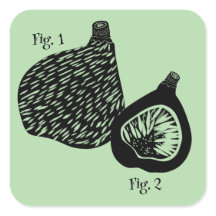 Ilustração Científica Divertida de Figo