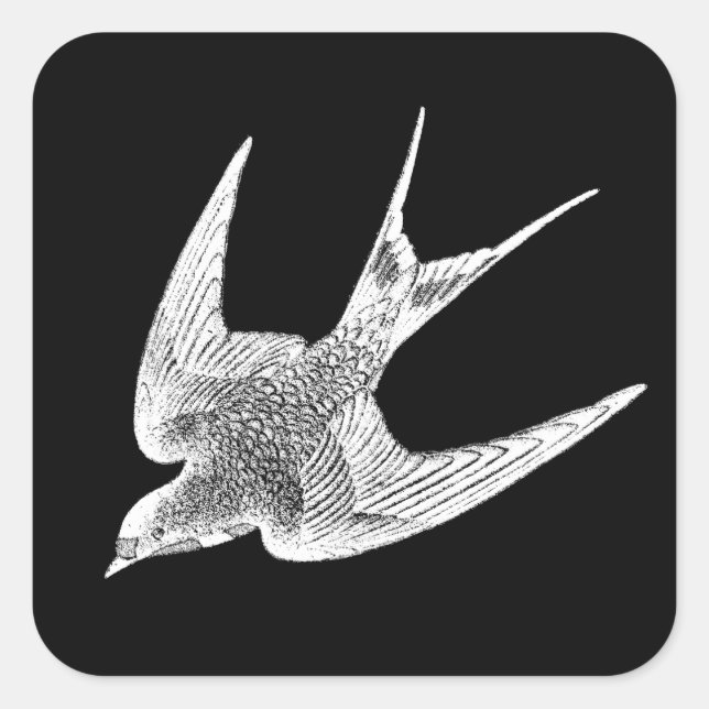 Adesivo Quadrado Ilustração da andorinha - Pássaro antigo de 1800 (Frente)