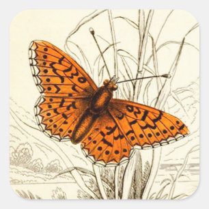 Adesivo Quadrado Ilustração da Borboleta Vintage, Laranja e Preta