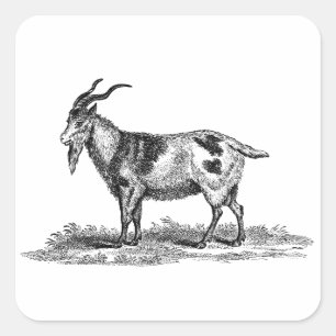 Adesivo Quadrado Ilustração da cabra doméstica do vintage - cabr