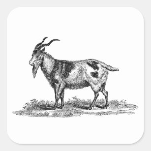 Adesivo Quadrado Ilustração da cabra doméstica do vintage - cabras