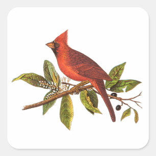 Adesivo Quadrado Ilustração das aves cardinais Vintage - década de 